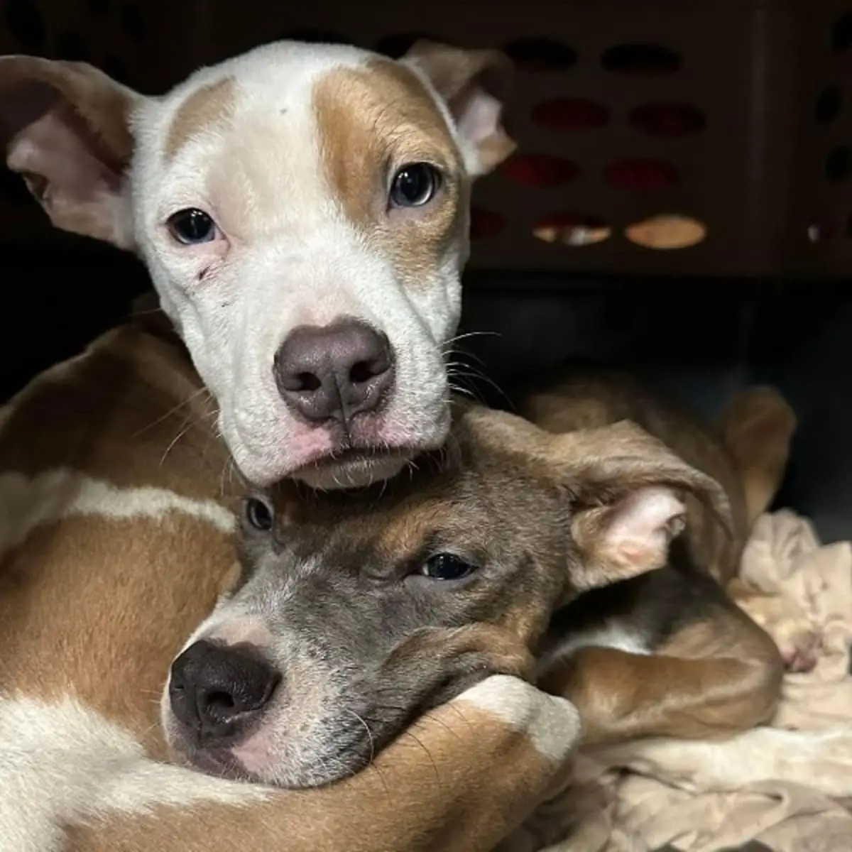 Helpless Hounds Dog Rescue Saving Abandoned Dogs and Giving Them a Second Chance at Life