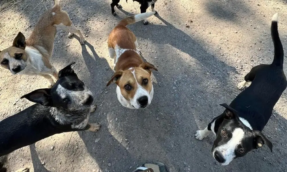 Helpless Hounds Dog Rescue Saving Abandoned Dogs and Giving Them a Second Chance at Life