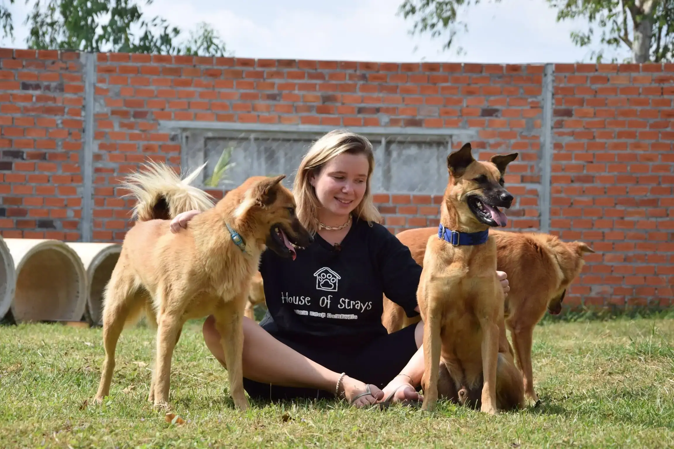 Helpless Hounds Dog Rescue Saving Abandoned Dogs and Giving Them a Second Chance at Life