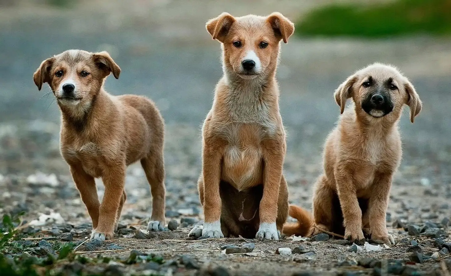 Helpless Hounds Dog Rescue Saving Abandoned Dogs and Giving Them a Second Chance at Life