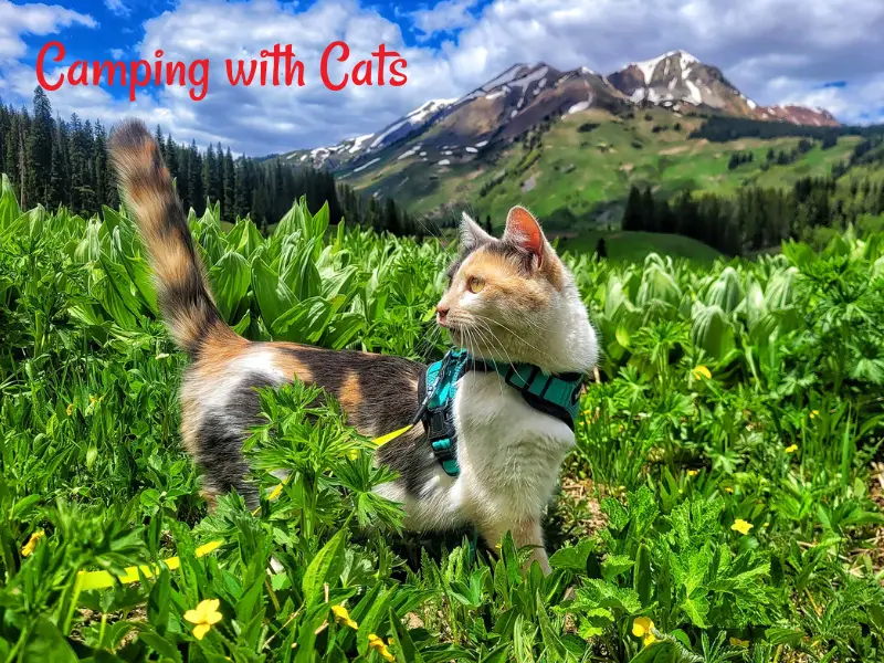 Camp Companion Cats How to Take Your Feline Friends on Outdoor Adventures