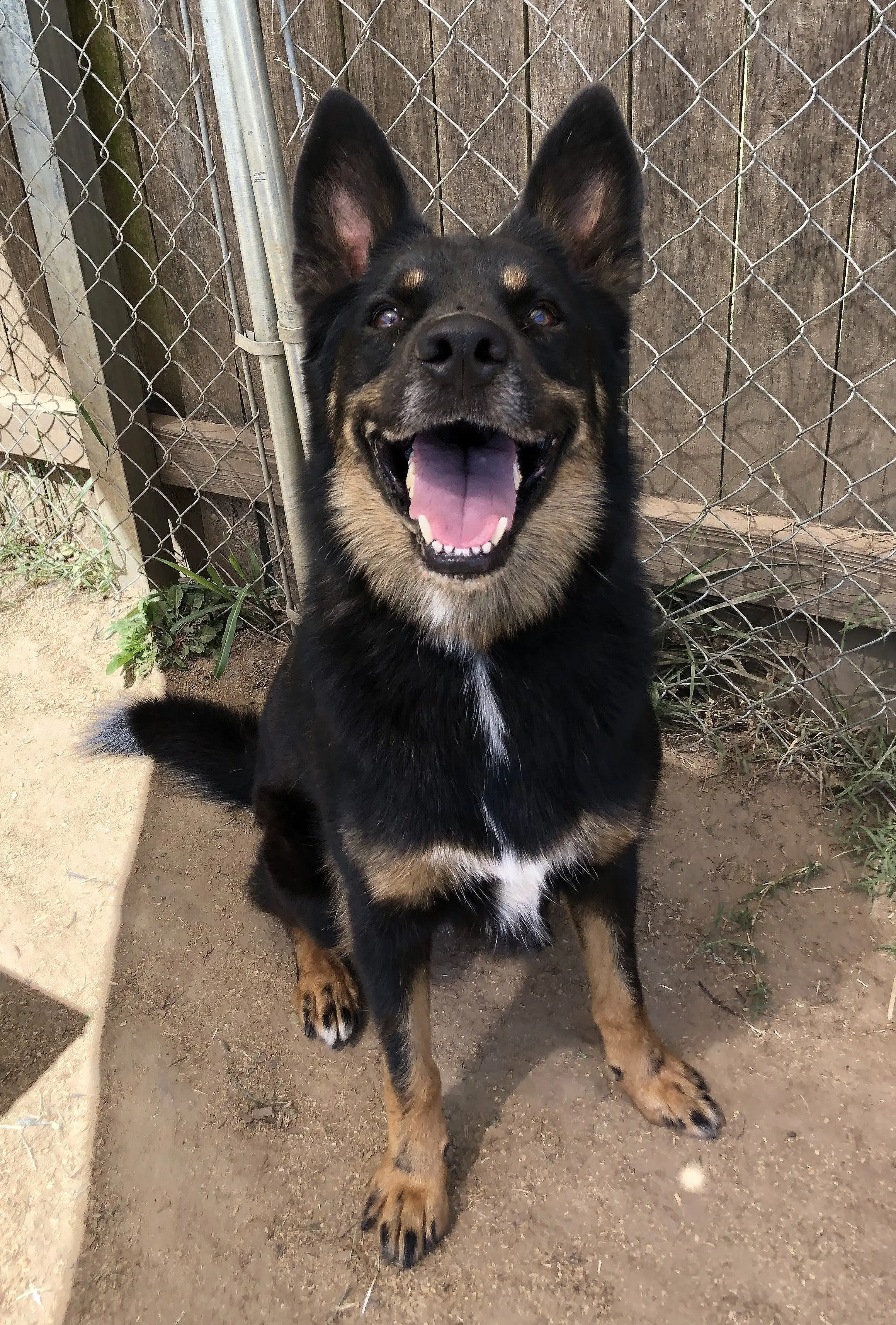 Adopting a Furry Friend Everything You Need to Know about Sheridan Dog and Cat Shelter