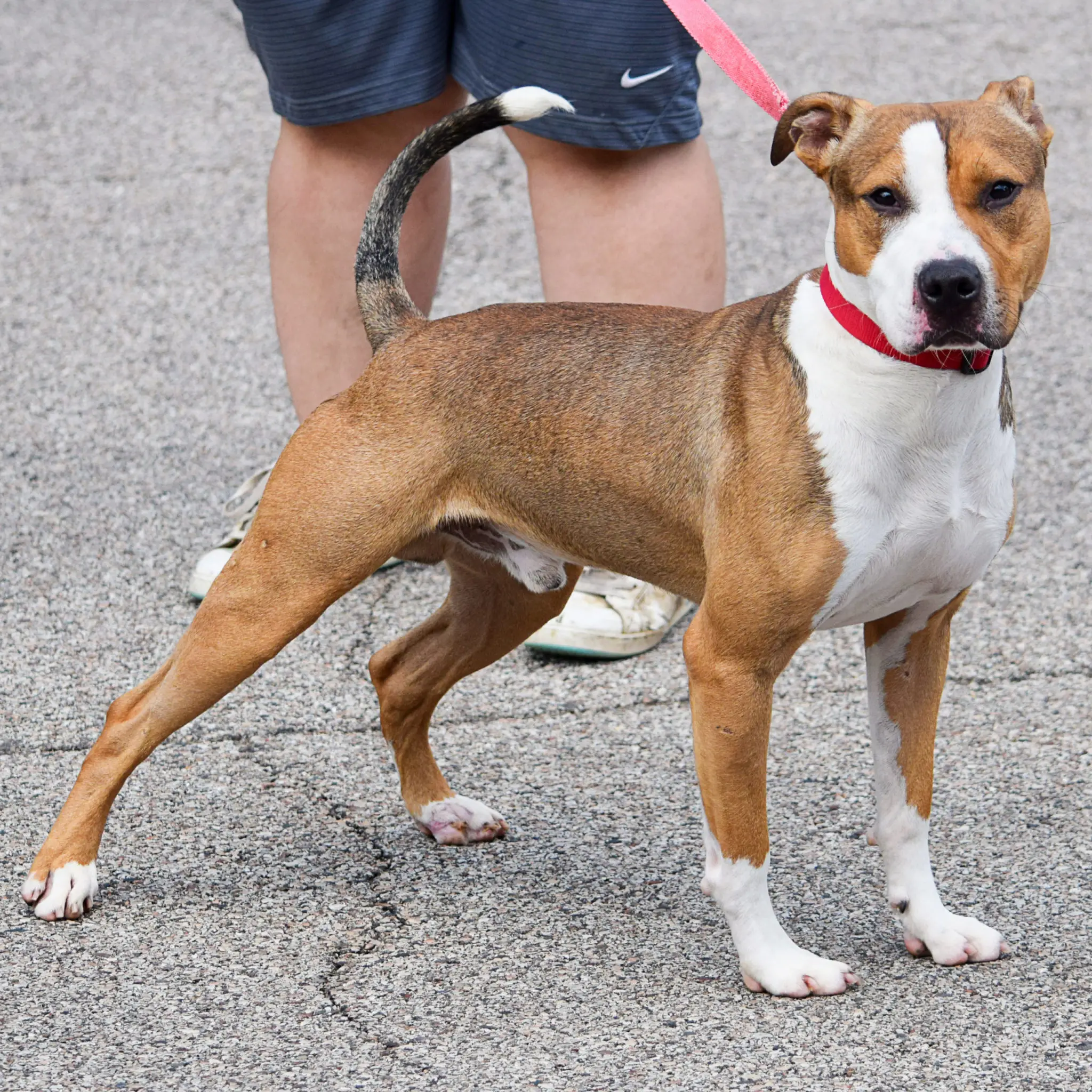 Adopting a Furry Friend Everything You Need to Know about Sheridan Dog and Cat Shelter