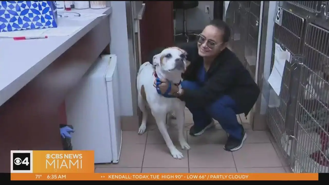 Soflo Animal Rescue Saving and Protecting Animals in South Florida