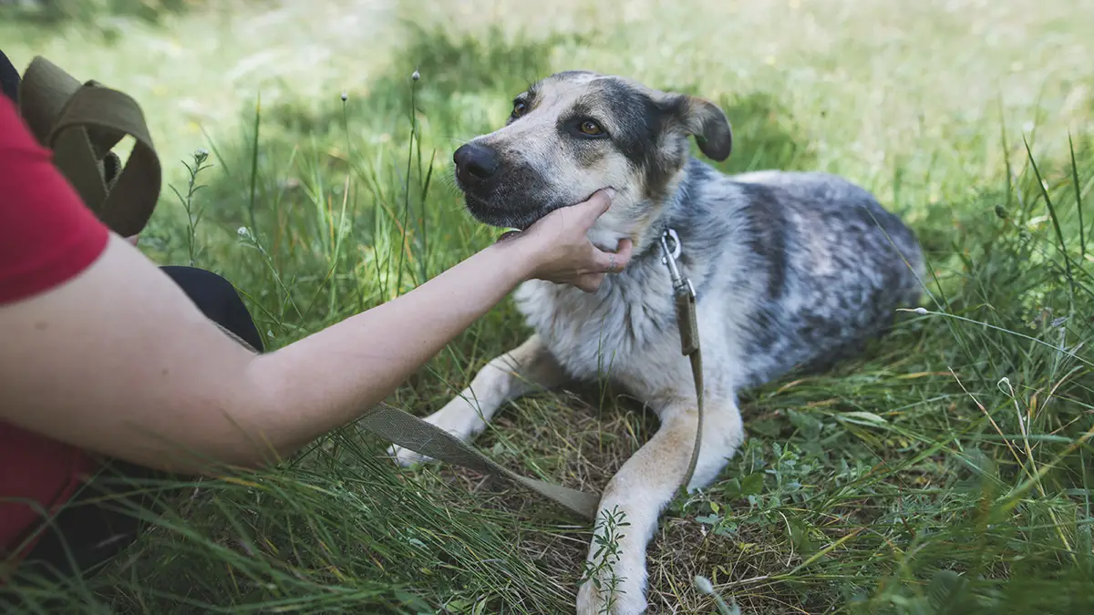 Soflo Animal Rescue Saving and Protecting Animals in South Florida