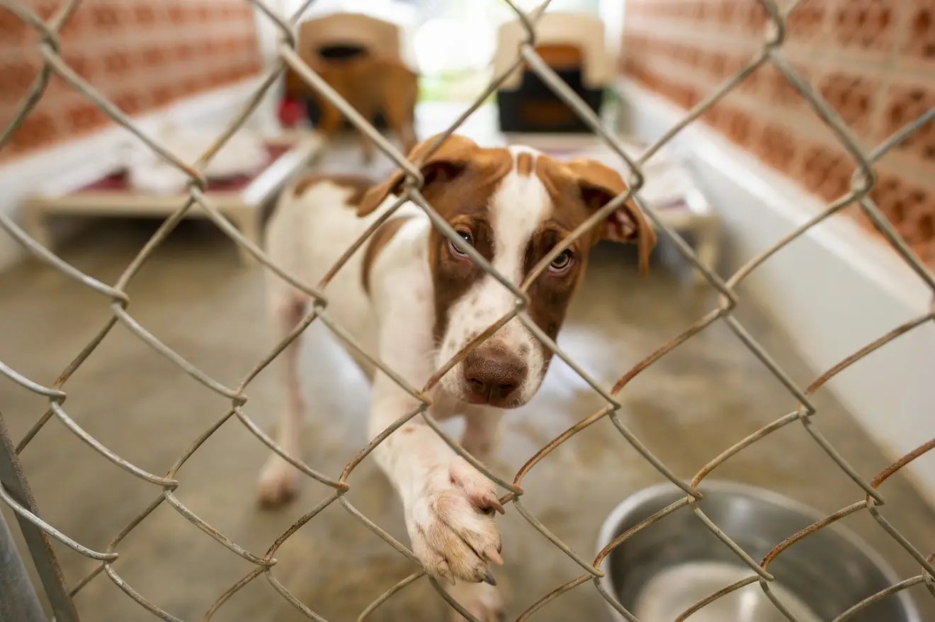 Soflo Animal Rescue Saving and Protecting Animals in South Florida