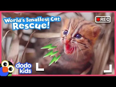 The Kitty Angel Rescue Saving Lives One Feline at a Time 