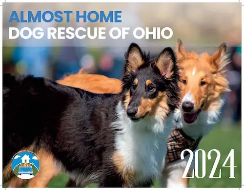 How Almost Home Pet Rescue is Making a Difference for Abandoned Animals