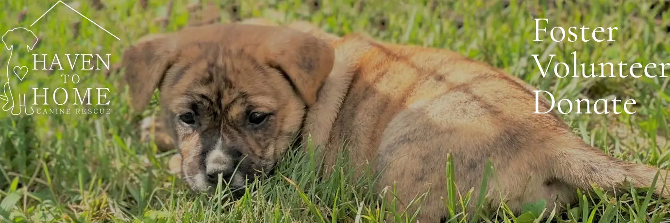 Finding Fur-ever Homes Canine Haven Rescue's Mission to Save Dogs in Need