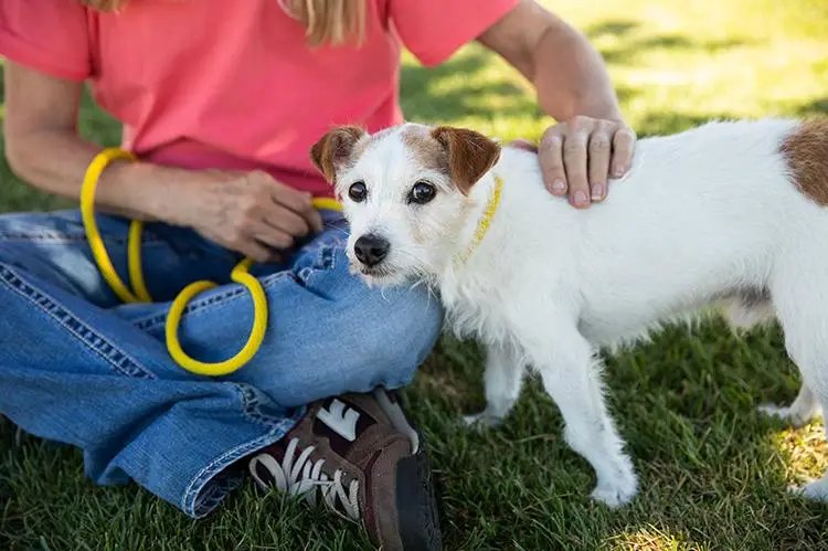 Finding Fur-ever Homes Canine Haven Rescue's Mission to Save Dogs in Need