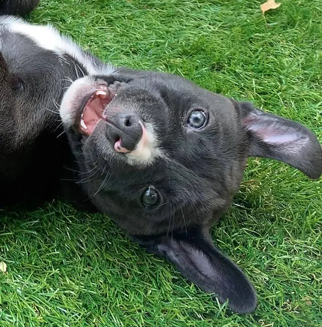 Finding Fur-ever Homes Canine Haven Rescue's Mission to Save Dogs in Need