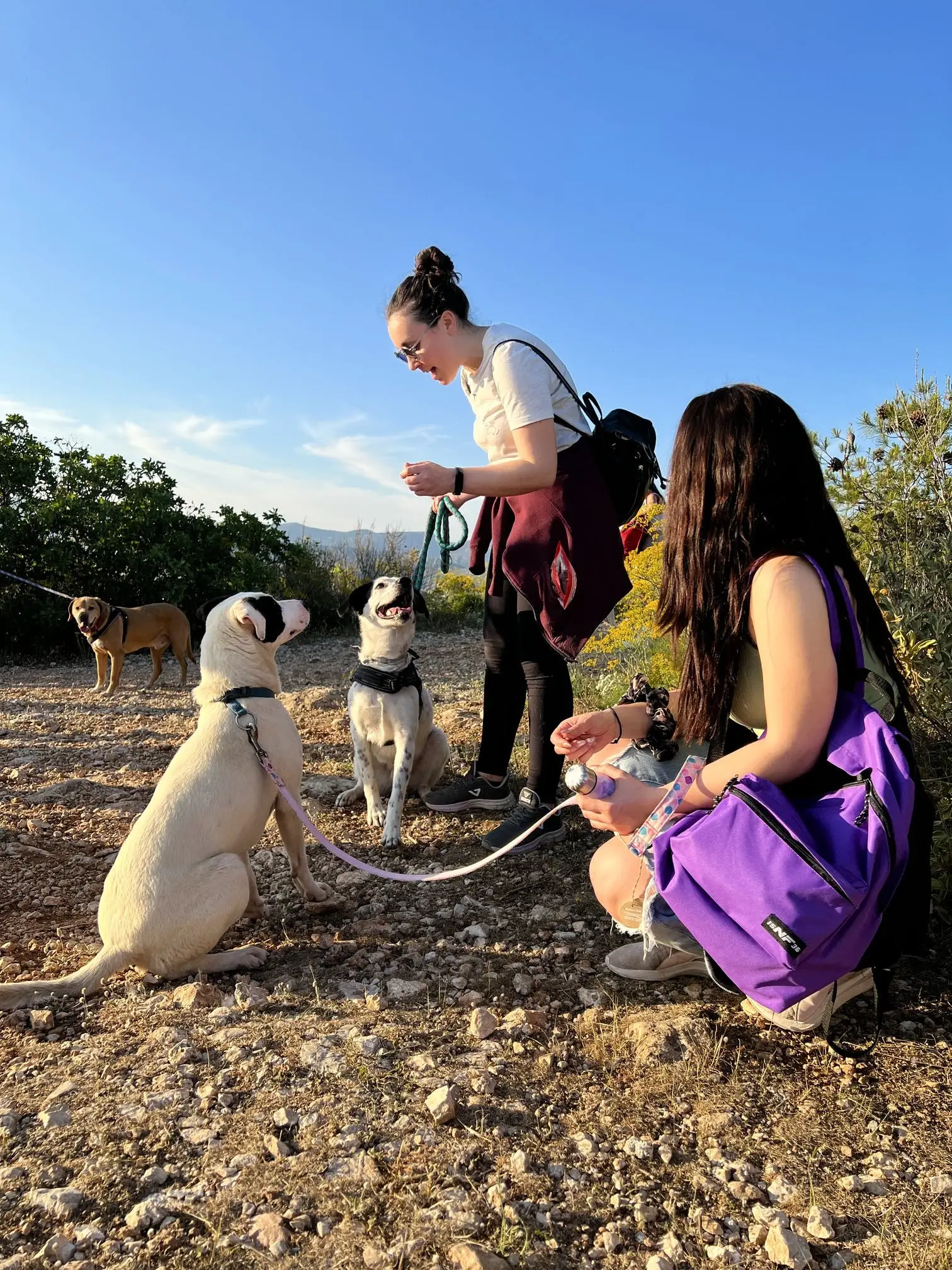 Saving Lives The Mission of Athens Animal Rescue Shelter