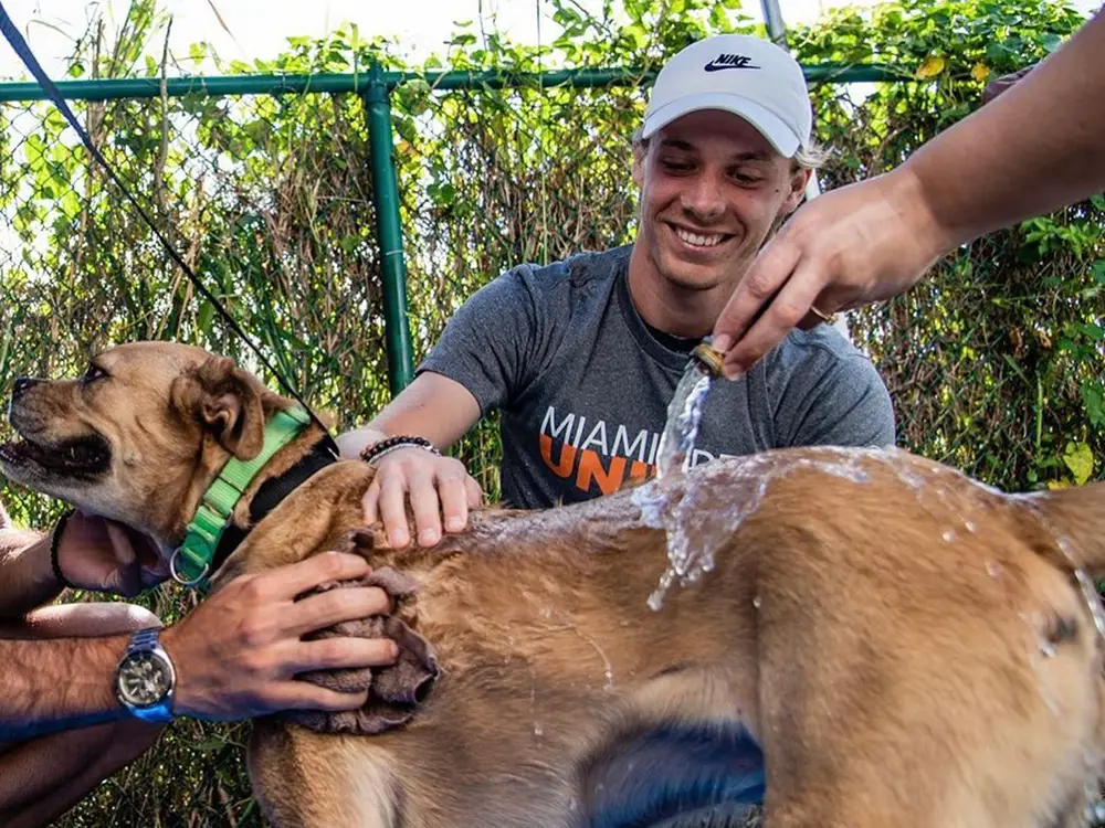 Saving Lives The Mission of Athens Animal Rescue Shelter