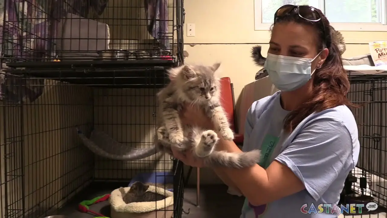 Forgotten Felines Rescue How to Help, Volunteer, and Adopt Cats in Need