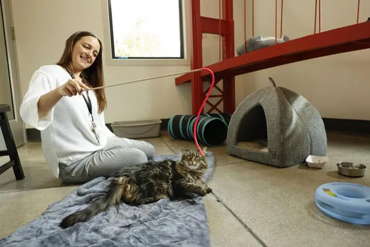 How AK Cat and Dog Rescue is Saving Furry Lives