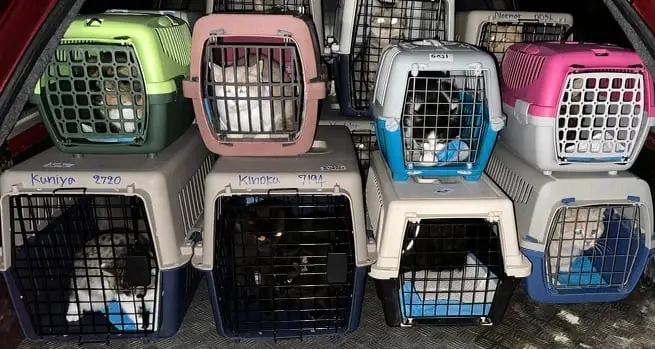 How AK Cat and Dog Rescue is Saving Furry Lives