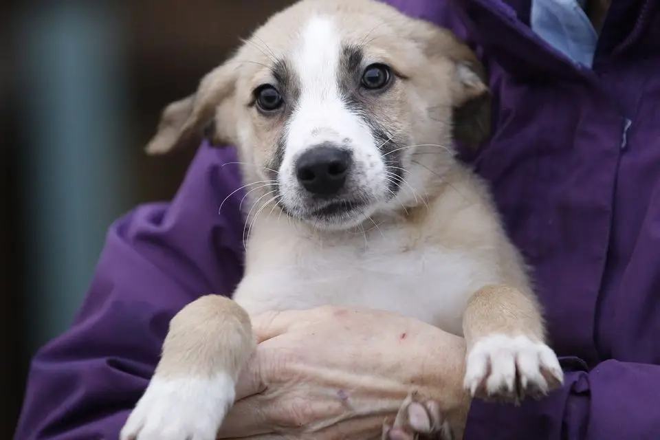 Bryson's Cat and Dog Shelter Providing a Safe Haven for Our Furry Friends