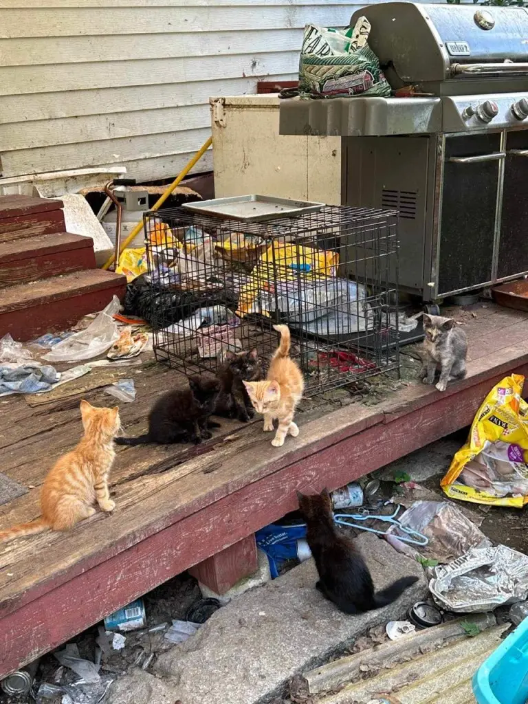 Raining Cats and Dogs Shelter Providing a Safe Haven for Abandoned Animals