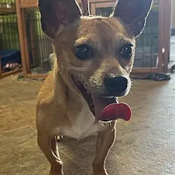 Raining Cats and Dogs Shelter Providing a Safe Haven for Abandoned Animals