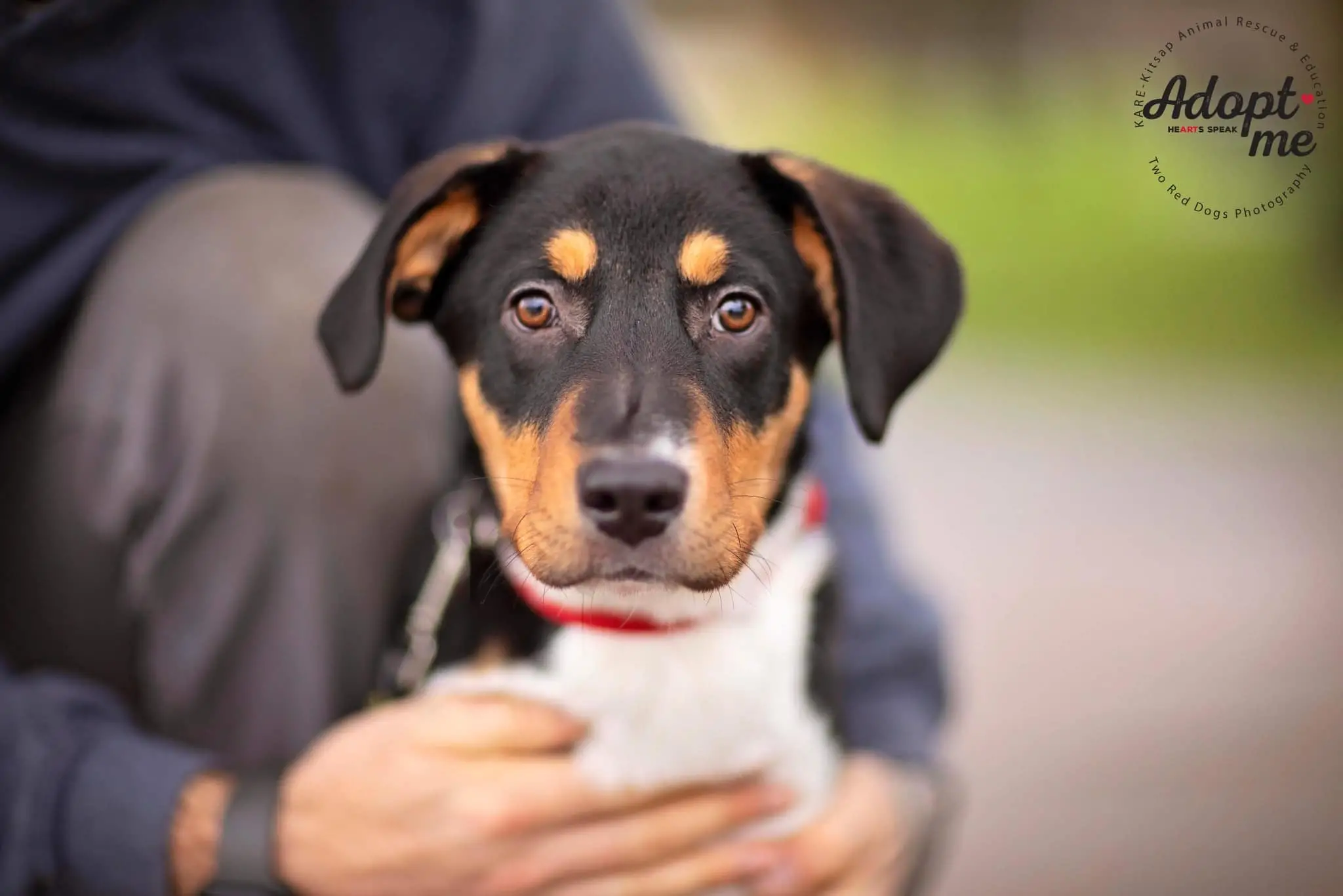 Raining Cats and Dogs Shelter Providing a Safe Haven for Abandoned Animals