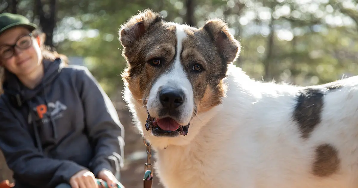 Brother Wolf Animal Rescue Adoption Giving Homeless Animals a Second Chance