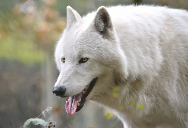 Brother Wolf Animal Rescue Adoption Giving Homeless Animals a Second Chance