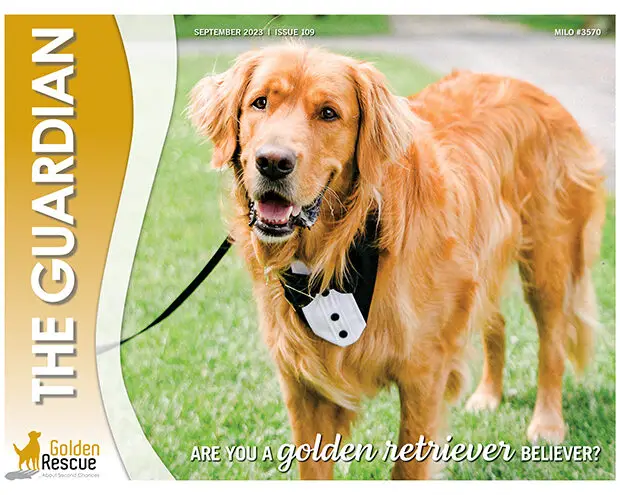 Golden Dog Rescue How to Save a Life and Find Your Perfect Companion