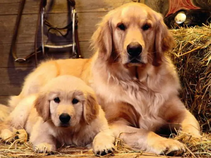 Golden Dog Rescue How to Save a Life and Find Your Perfect Companion