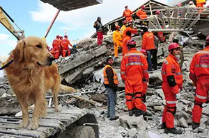 Golden Dog Rescue How to Save a Life and Find Your Perfect Companion