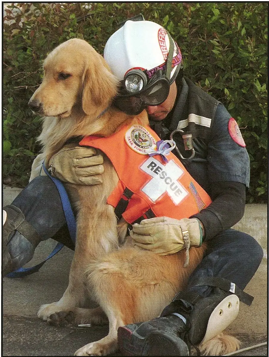 Golden Dog Rescue How to Save a Life and Find Your Perfect Companion