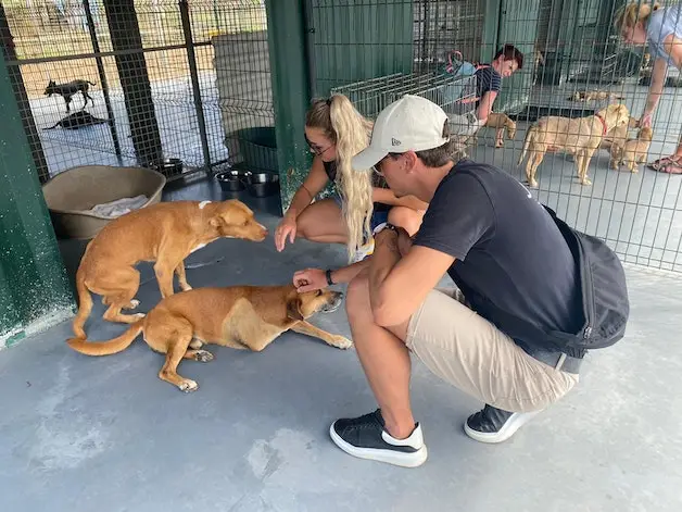 Rescued Paws Giving Second Chances to Stray Animals