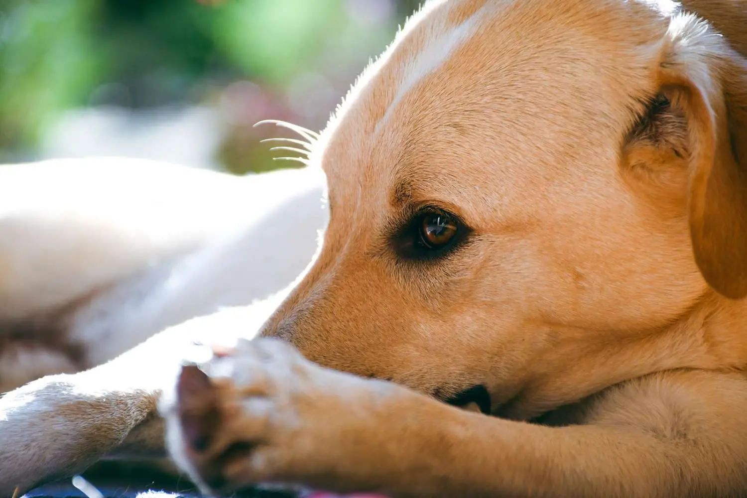 Rescued Paws Giving Second Chances to Stray Animals