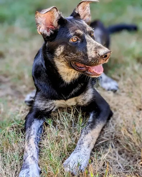 Rescued Paws Giving Second Chances to Stray Animals