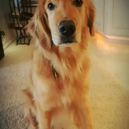 Find Golden Retriever Rescue Dogs Near Me A Guide to Adopting Your New Best Friend