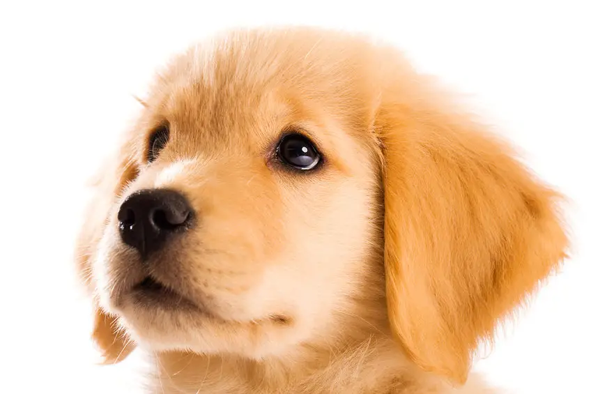 Find Golden Retriever Rescue Dogs Near Me A Guide to Adopting Your New Best Friend