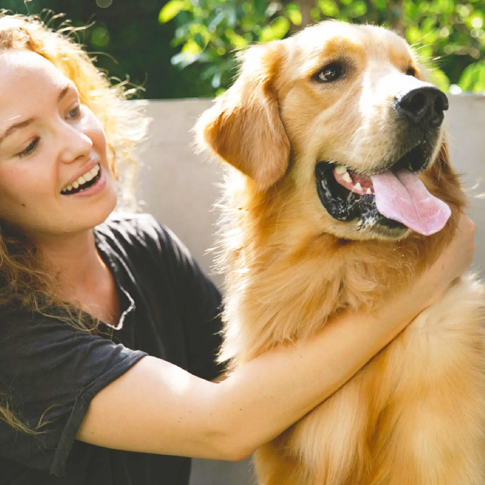 Find Golden Retriever Rescue Dogs Near Me A Guide to Adopting Your New Best Friend