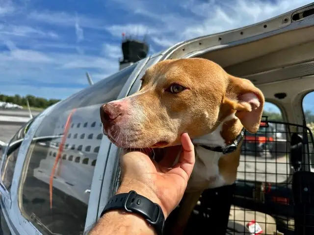 Fur Angels Rescue Shelter Giving Second Chances to Abandoned Animals