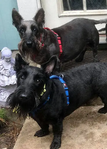 Homeward Bound Schnauzer Rescue Saving Lives One Pup at a Time