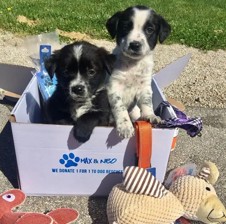 Homeward Bound Schnauzer Rescue Saving Lives One Pup at a Time