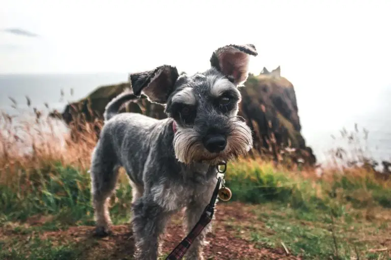 Homeward Bound Schnauzer Rescue Saving Lives One Pup at a Time