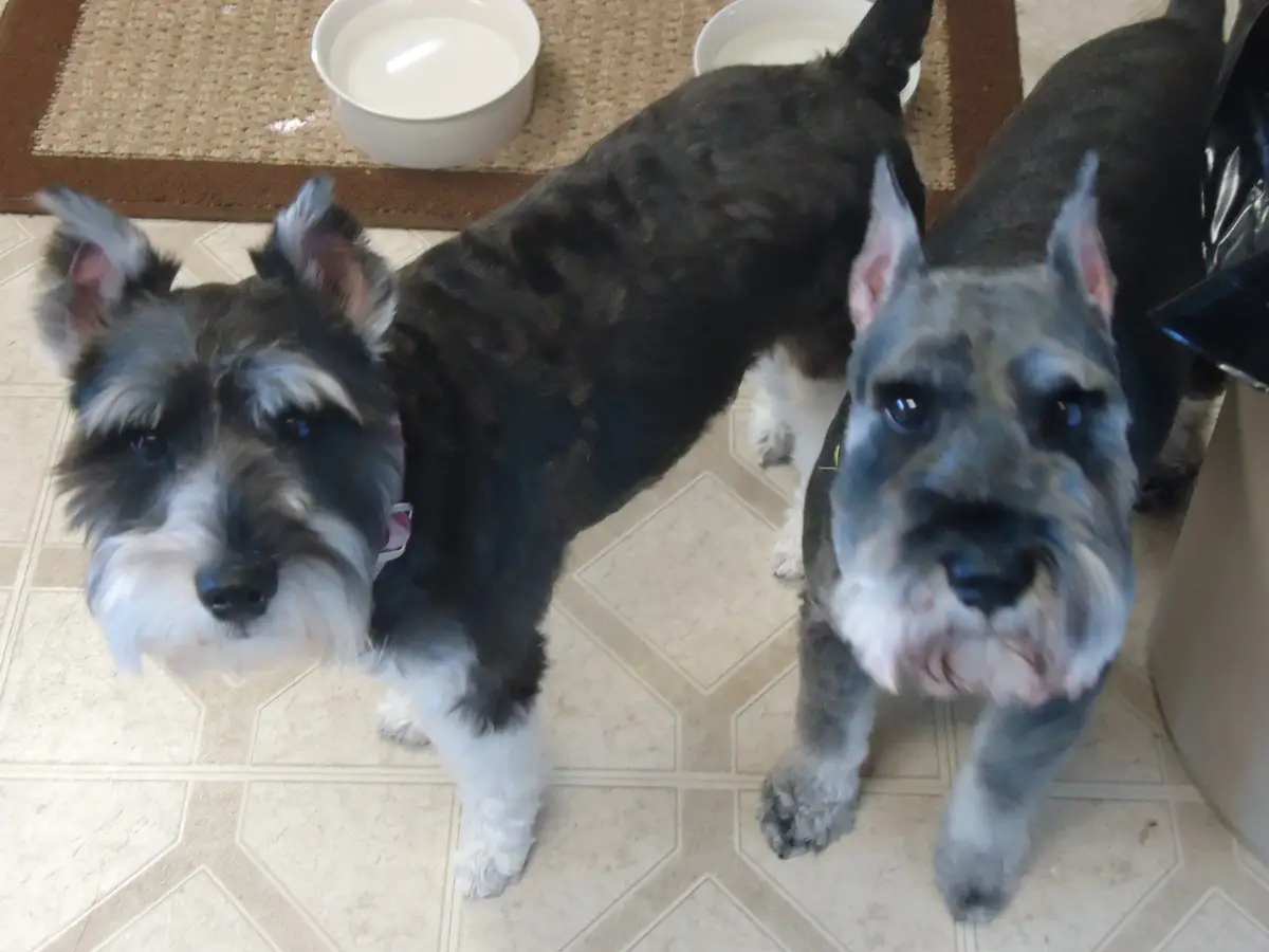 Homeward Bound Schnauzer Rescue Saving Lives One Pup at a Time