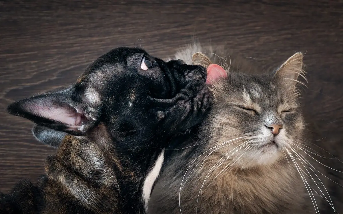 A Heartwarming Story of a Cat and Dog's Friendship at a Rescue Shelter