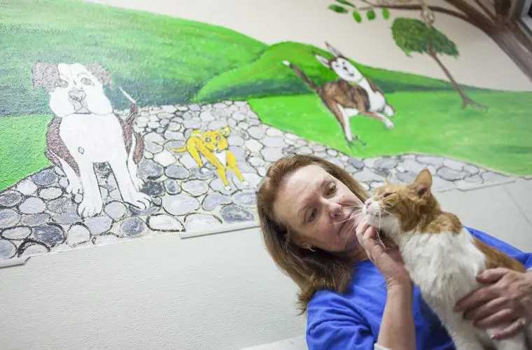 A Heartwarming Story of a Cat and Dog's Friendship at a Rescue Shelter