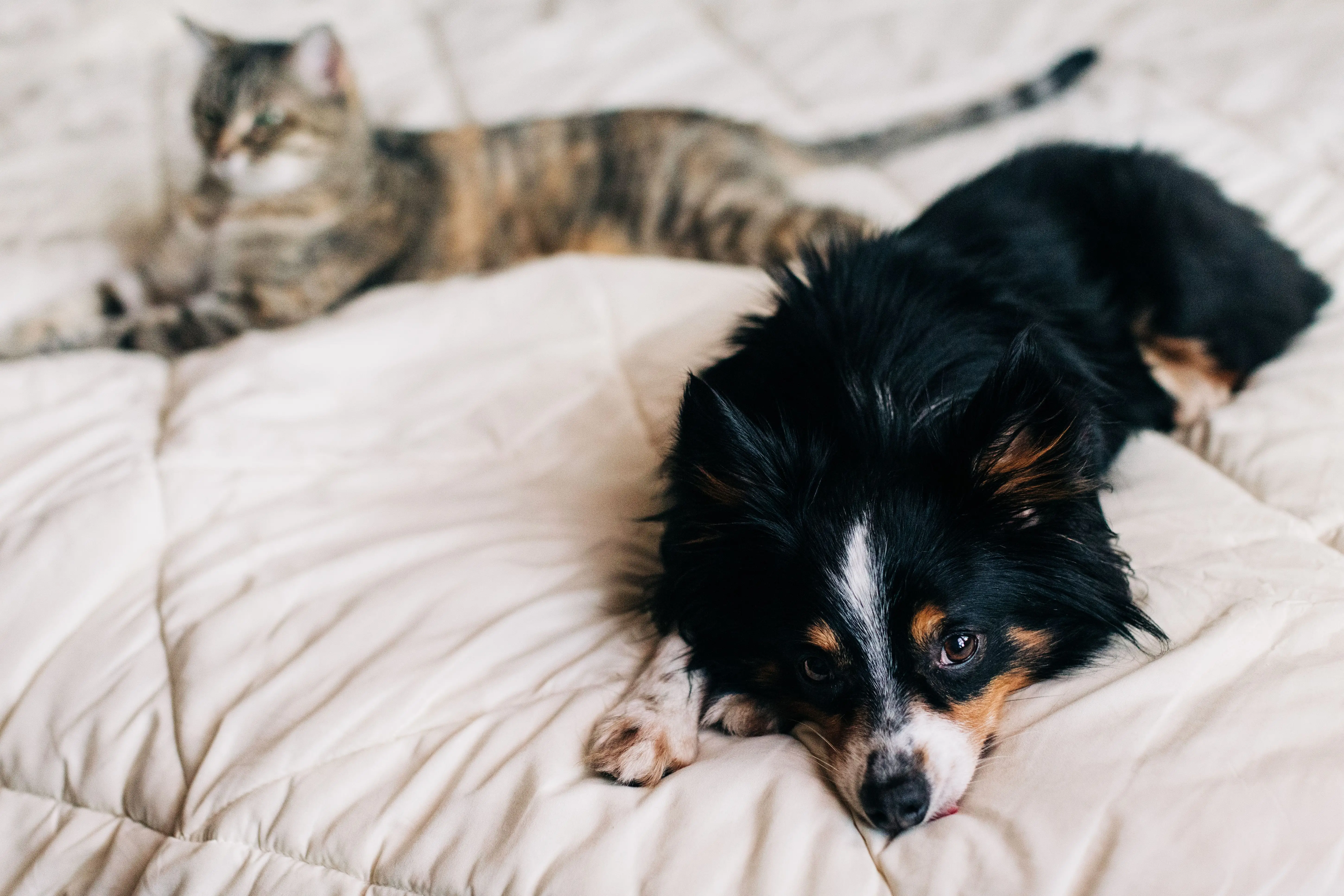 A Heartwarming Story of a Cat and Dog's Friendship at a Rescue Shelter