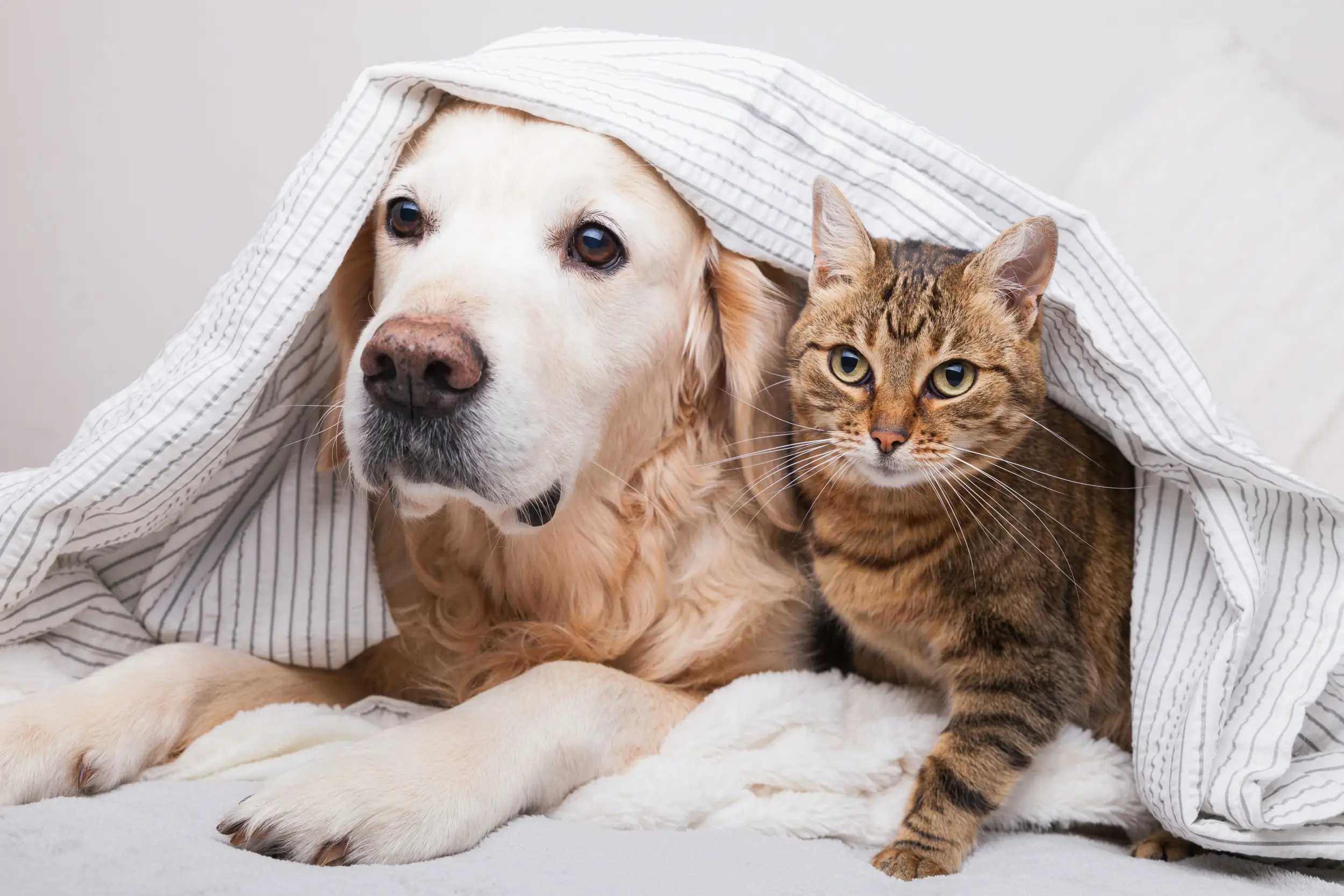 A Heartwarming Story of a Cat and Dog's Friendship at a Rescue Shelter