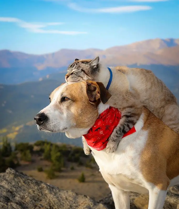 A Heartwarming Story of a Cat and Dog's Friendship at a Rescue Shelter