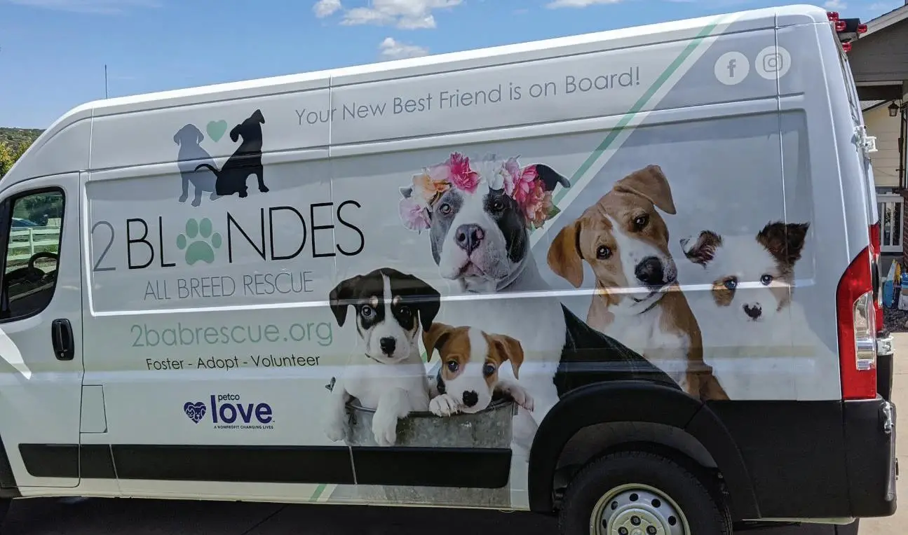 2Blondes All Breed Rescue Helping Dogs Find Their Forever Homes