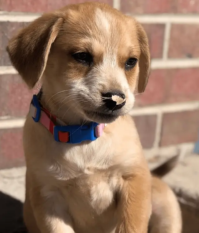 2Blondes All Breed Rescue Helping Dogs Find Their Forever Homes