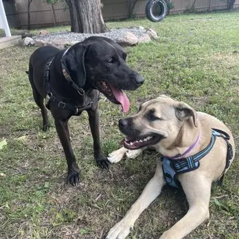 2Blondes All Breed Rescue Helping Dogs Find Their Forever Homes