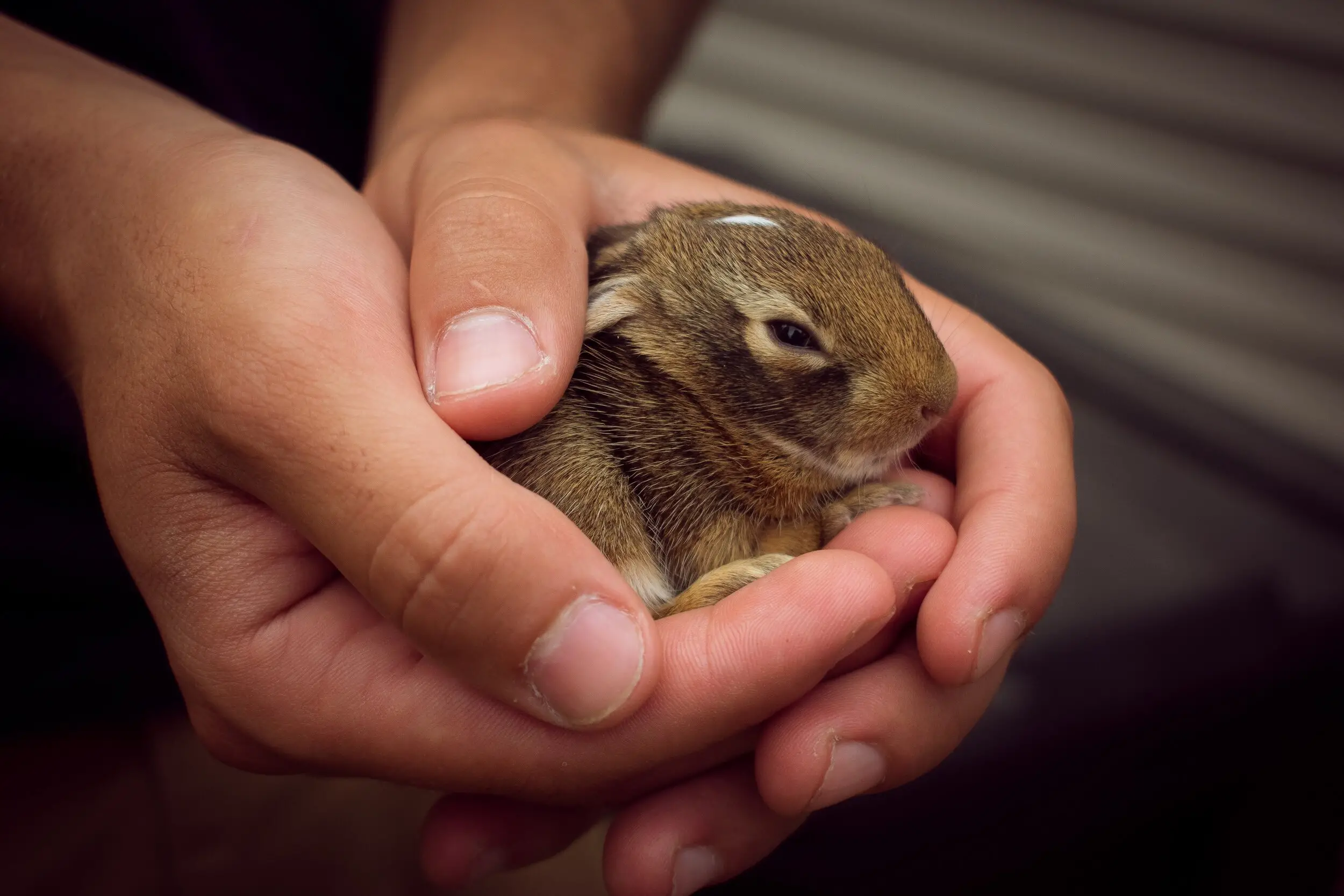 Yggdrasil Urban Wildlife Rescue Saving Our City's Wildlife